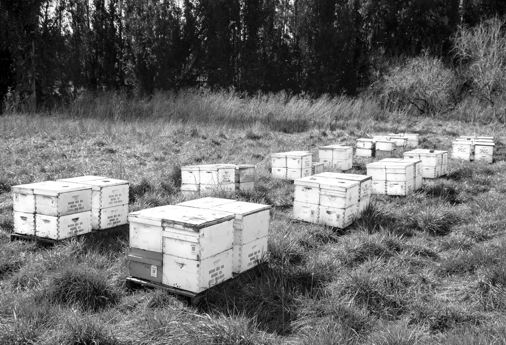 Bee Hives